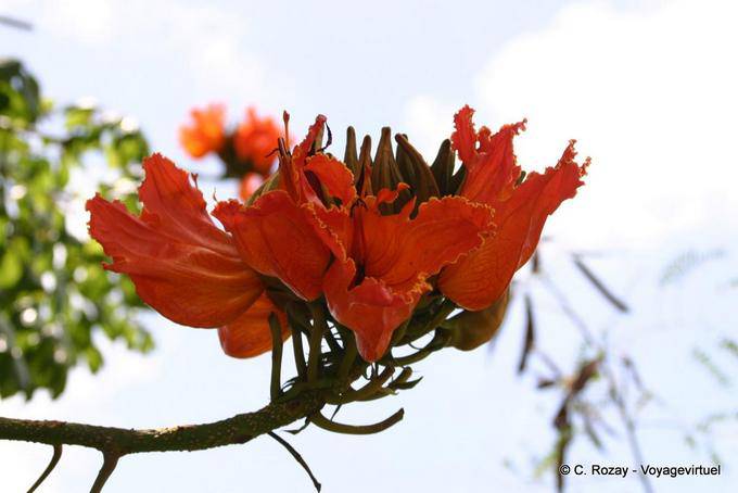 Flamboyant, fleur de Delonix regia - Martinique