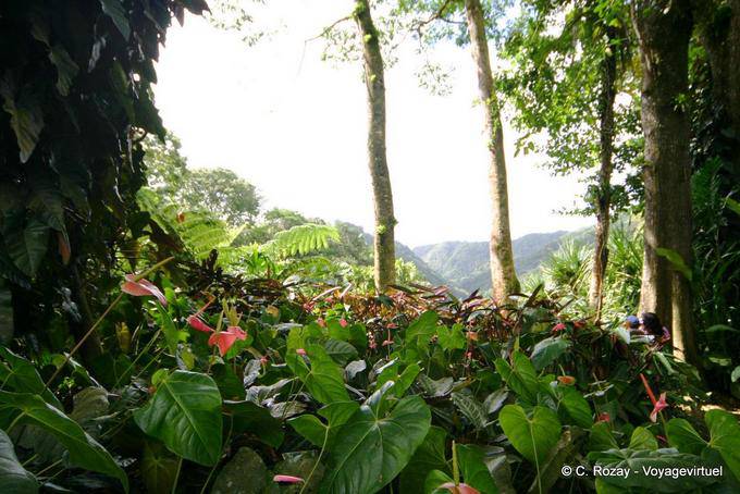 Anthurium, Jardin Balata - Martinique