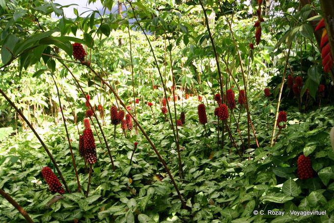 Ensemble de Coctus dirzoi rouges, Jardin Balata - Martinique