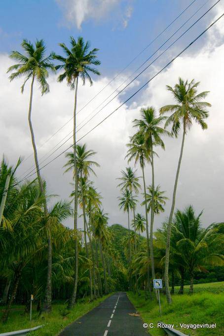 Grands palmiers sur la route de l'Anse Céron - Martinique
