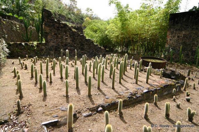 Erection de cactus par Jean-Philippe Thoze, Habitation Latouche - Martinique