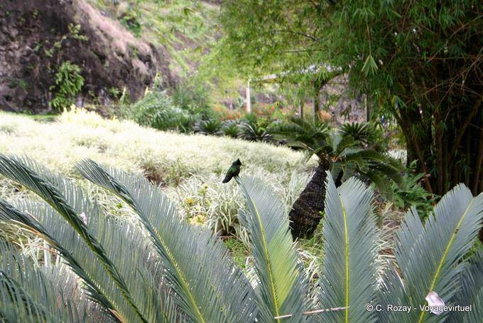 Colibri dans le jardin - Martinique