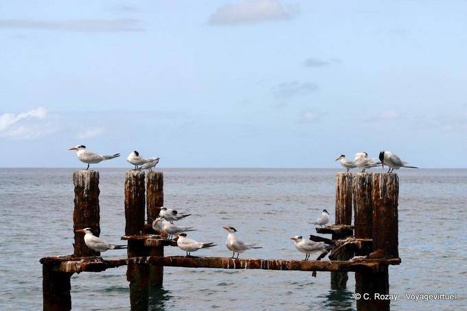 Les oiseaux de mer, Le Carbet - Martinique