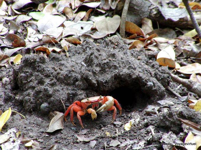 Crabe rouge de Mangrove (Goniopsis cruentata) - Martinique