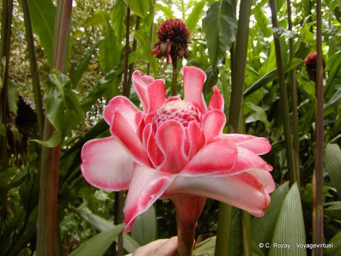 Rose de porcelaine, Etlingera elatior (gingembre tropical) - Martinique