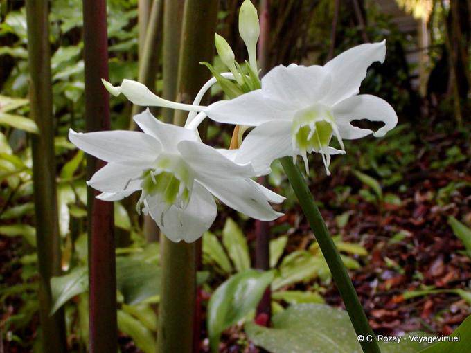 L'île aux fleurs - Martinique