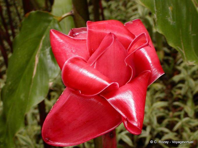 Rose de porcelaine en bouton, Balata - Martinique