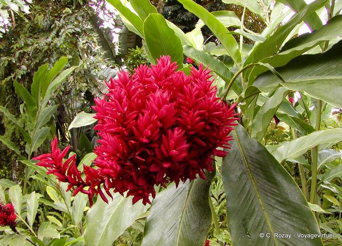 Alpinia rosea, Balata - Martinique