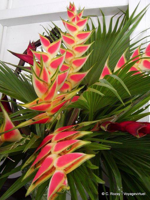 Heliconia Wagneriana, balisier, Jardin Balata - Martinique