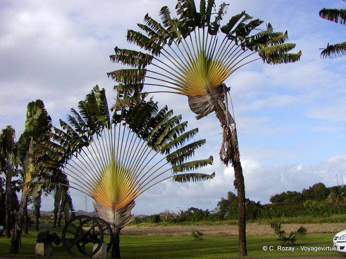 Habitation Clément, l'arbre des voyageurs - Martinique