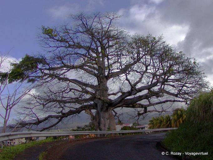 Un Ceiba pentandra géant ou fromager en bord de route - Martinique