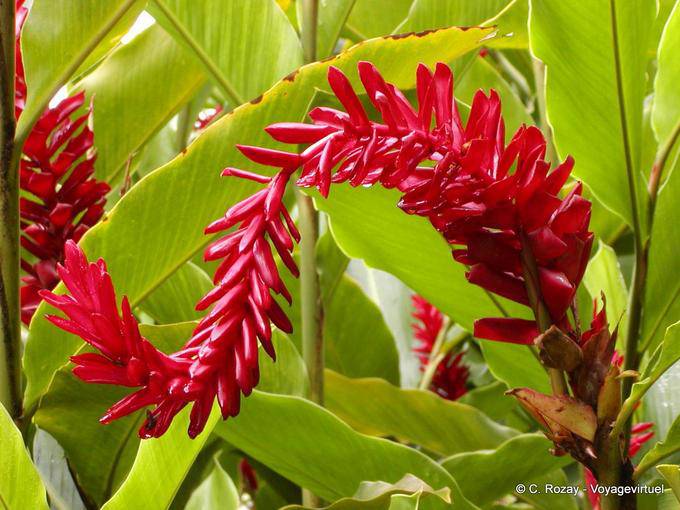Plante à fleur rouge à déterminer, jardin de Balata - Martinique