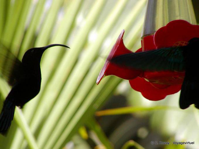 Colibri se ravitaillant en aliment sucré - Martinique