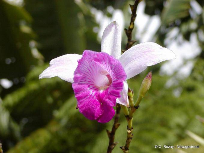 Une orchidée du Jardin Balata - Martinique