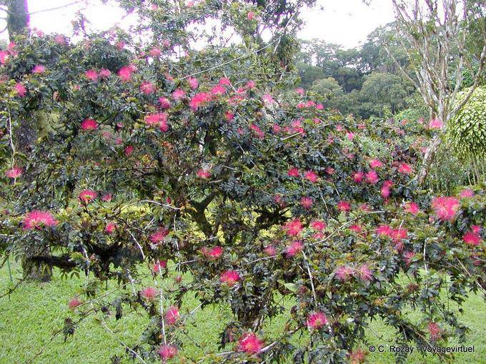 Calliandra tweedii ou arbre aux houppettes, Jardin Balata - Martinique
