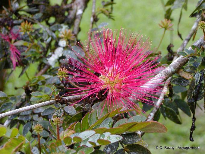 Sans doute une Calliandra haematocephala, jardin de Balata - Martinique