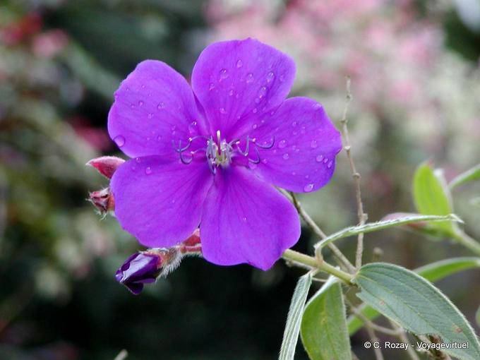 Tibouchina urvilleana (tibouchine d'Urville), Jardin Balata - Martinique