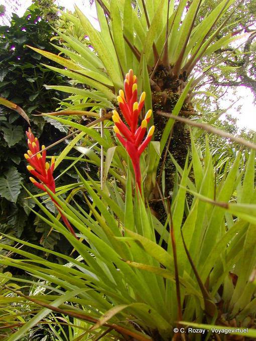 Fleur de broméliacée protégée par ses bractées, jardin de Balata - Martinique