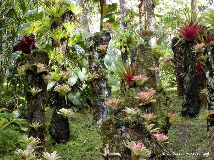 Epiphytes, collection de Polypodiacées suspendus, jardin de Balata - Martinique