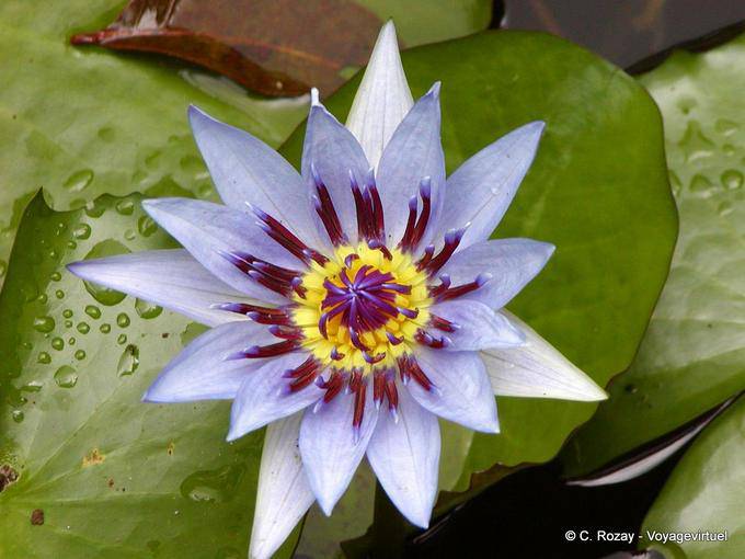 Cœur de lotus bleu ou nénuphar (Nymphéa capensis), Jardin Balata - Martinique