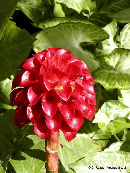 Tapeinochilos ananassae (fleur ananas), Jardin Balata - Martinique