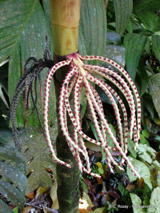 Drôle d'excroissance (à nommer svp), Jardin Balata - Martinique