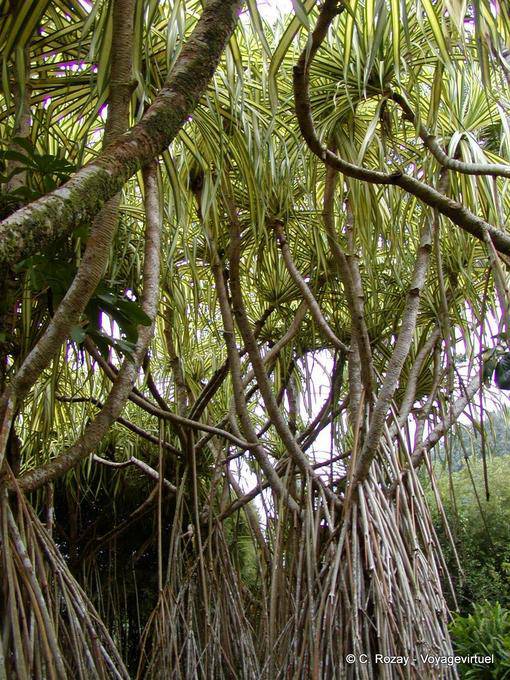 Un Bakoua ou Pandanus sanderi, arbre tropical, Balata - Martinique