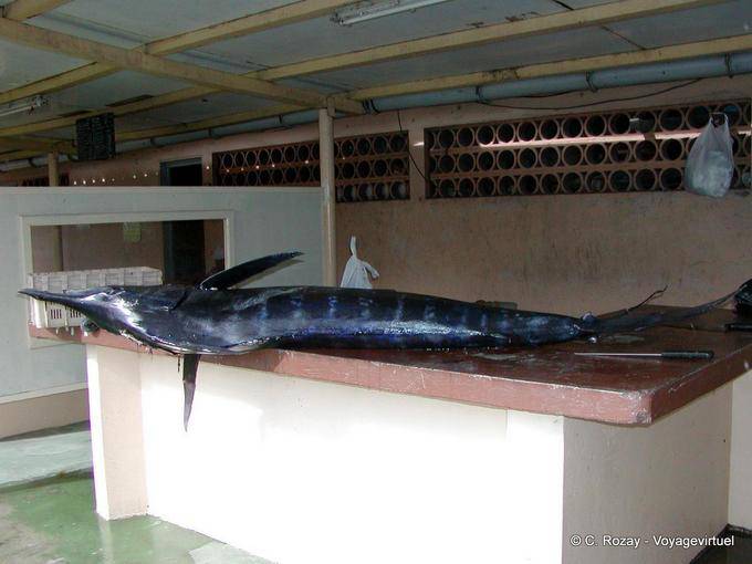 Un marlin sur l'étal, prêt à être découpé (makaire bleu) - Martinique