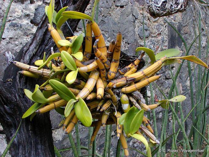 Dendrobium, genre d'orchidée-bambou épiphyte, Anse Latouche - Martinique