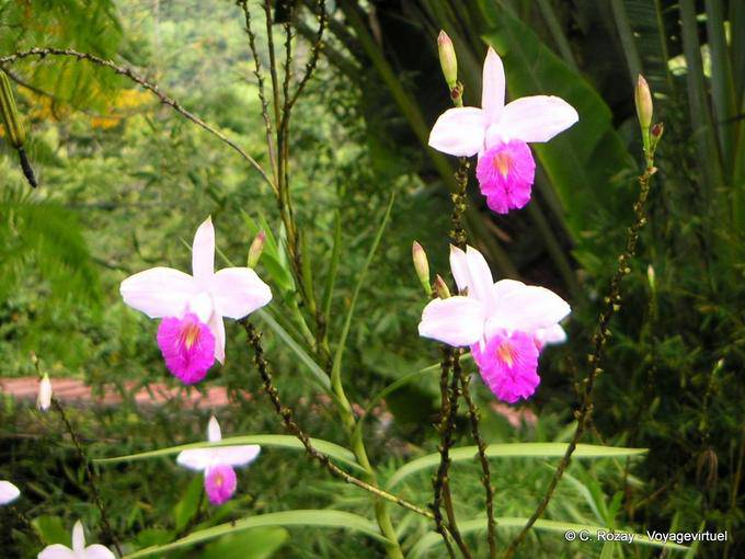 Orchidées, sans doute des Arundina (Orchidée Bambou), Anse Latouche - Martinique