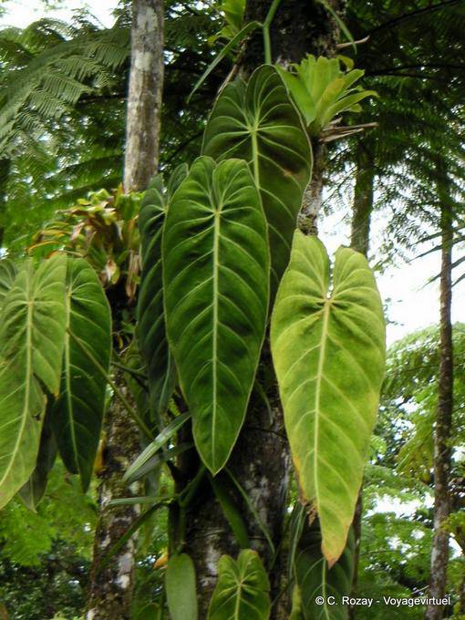 Feuilles sur liane de Philodendron épiphyte, Jardin Balata - Martinique