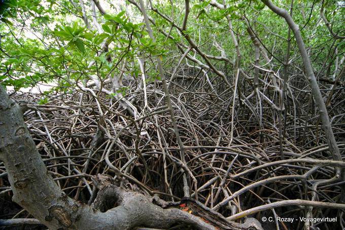 Mangrove, racines de palétuviers entremêlées, Presqu'île de la Caravelle - Martinique