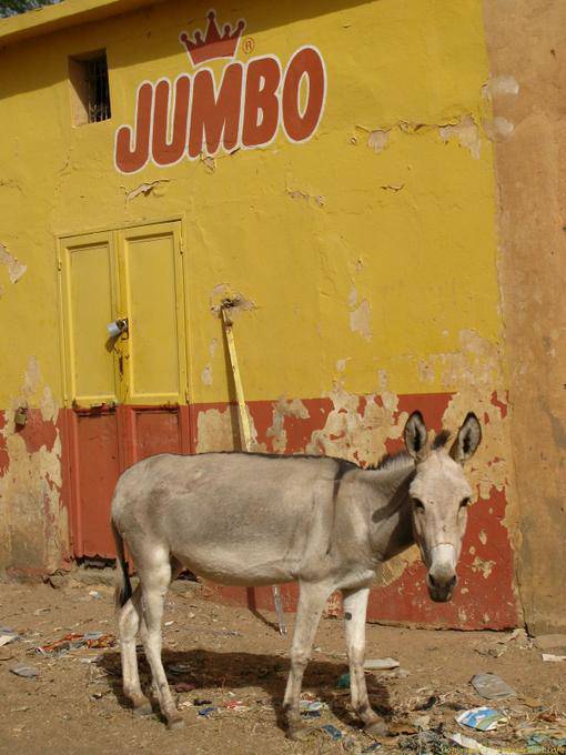 Boghé, l'âne devant le mur peint, Jumbo, Mauritanie