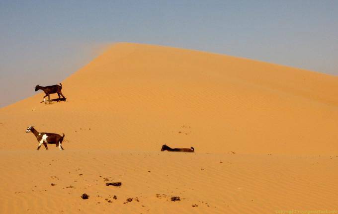 Chèvres sur la dune, Route Boutilimit à Boghé, Mauritanie