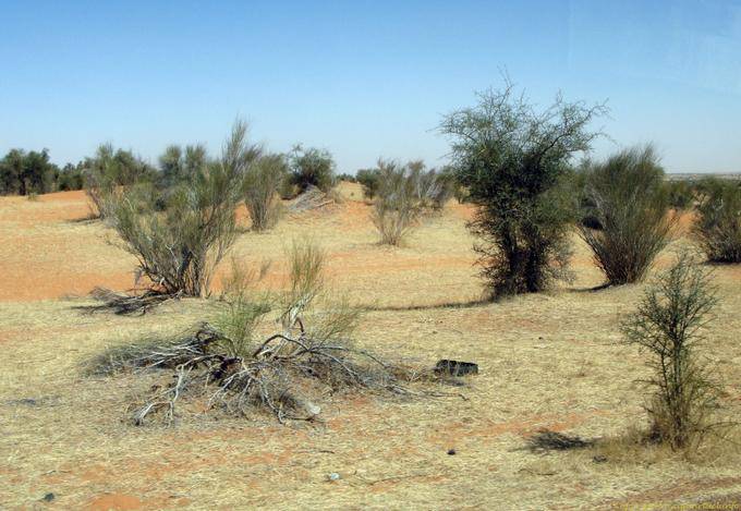 Nature rachitique, Route de Boutilimit à Boghé, Mauritanie