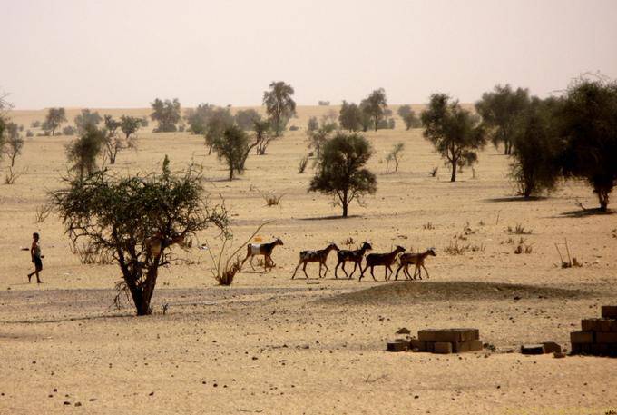 Petit berger et son bétail, Route de Boutilimit à Boghé, Mauritanie