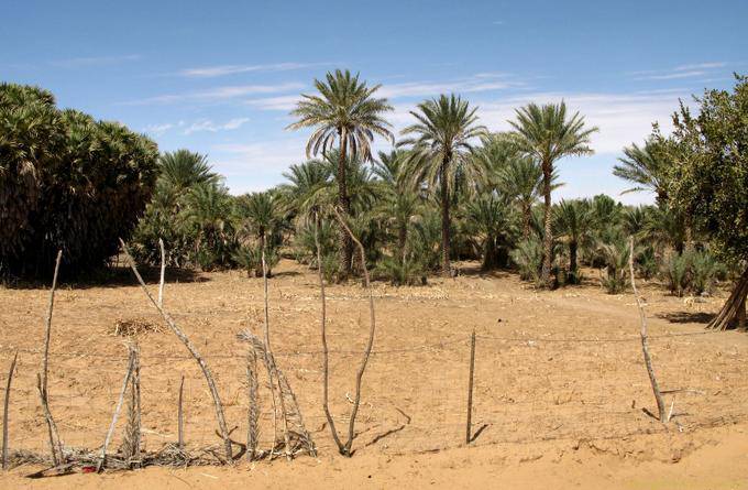 Beauté d'oasis, Route Souffa - Assaba, Mauritanie