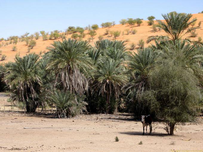 Oasis au pied des dunes, Route de Souffa, Mauritanie