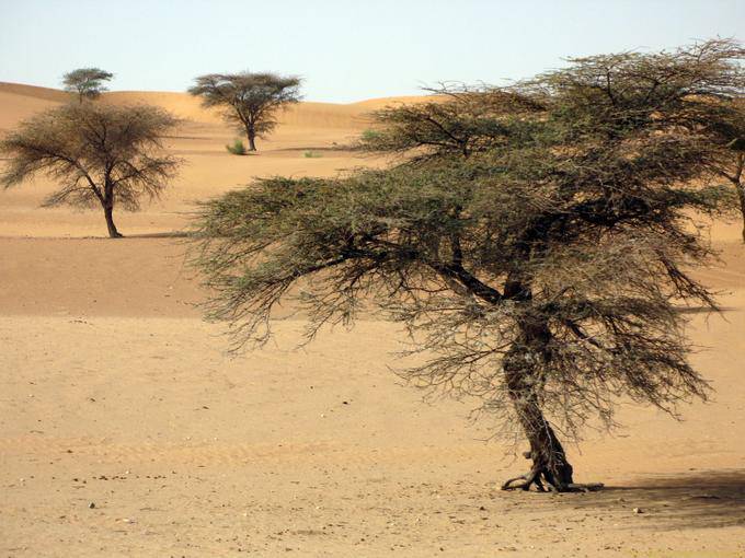 Sable et acacias, seuls arbres poussant ici, Route de l'Espoir, Mauritanie