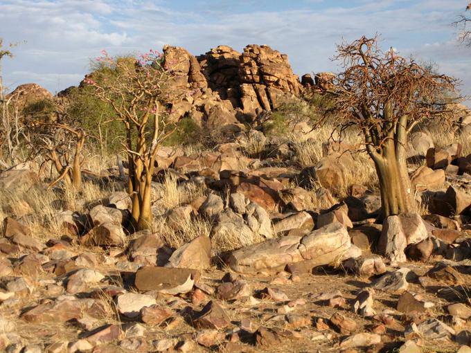 Souffa, Baobab dans les rochers, Mauritanie