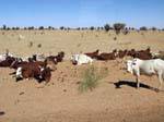 Bœufs dans le sable entre Boghé et Kaédi , Mauritanie.