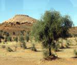 Colline et arbres sur la route entre Boghé et Kaédi, Mauritanie.