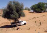 Pick-up à l'ombre, route Boutilimit Boghé, Mauritanie.