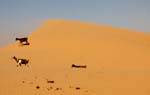 Chèvres sur la dune, Route Boutilimit à Boghé, Mauritanie.