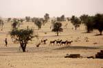 Petit berger et son bétail, Route de Boutilimit à Boghé, Mauritanie.