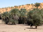 Oasis au pied des dunes, Route de Souffa, Mauritanie.