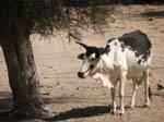 Zébu noir et blanc sous un arbre, Route de Souffa, Mauritanie.