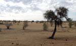 Végétation désertique, Route de Souffa, massif de l'Assaba, Mauritanie.