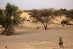 Chèvres sous les acacias, Route de l'Espoir, Mauritanie.
