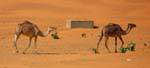 Dromadaires lents dans le désert, Route de l'Espoir, Mauritanie.